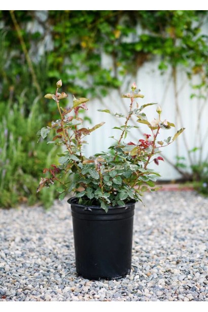 Троянда Блу Скай Фрі в контейнері